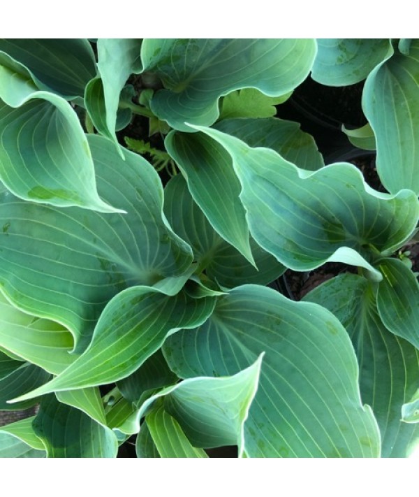 Hosta Flemish Sky (2lt) Hosta Flemish Sky (2lt)