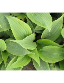 Hosta Fragrant Blue (1lt)
