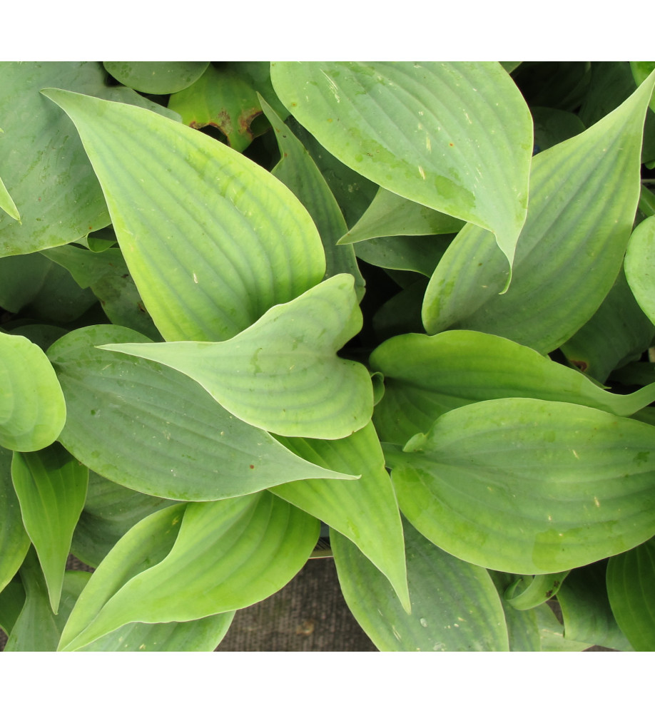 Hosta Fragrant Blue (1lt)