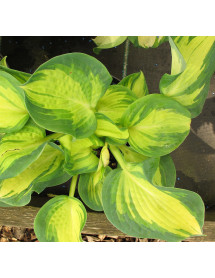 Hosta Great Expectations (1lt) Hosta Great Expectations (1lt)