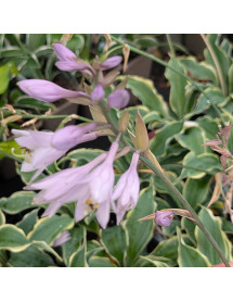 Hosta Hope Springs Eternal (1.5lt)