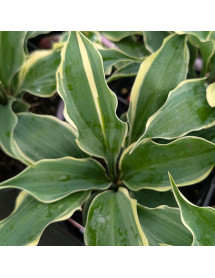Hosta Hope Springs Eternal (1.5lt)