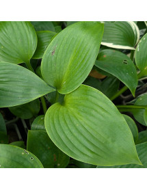 Hosta Humpback Whale (1lt)