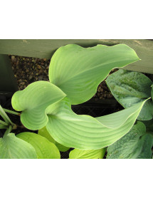 Hosta Krossa Regal (2lt)