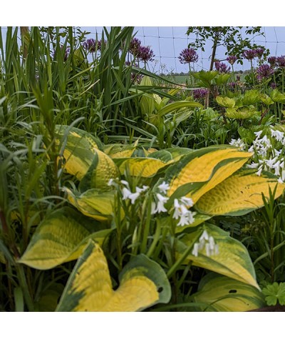 Hosta Orange Marmalade (0.8lt)