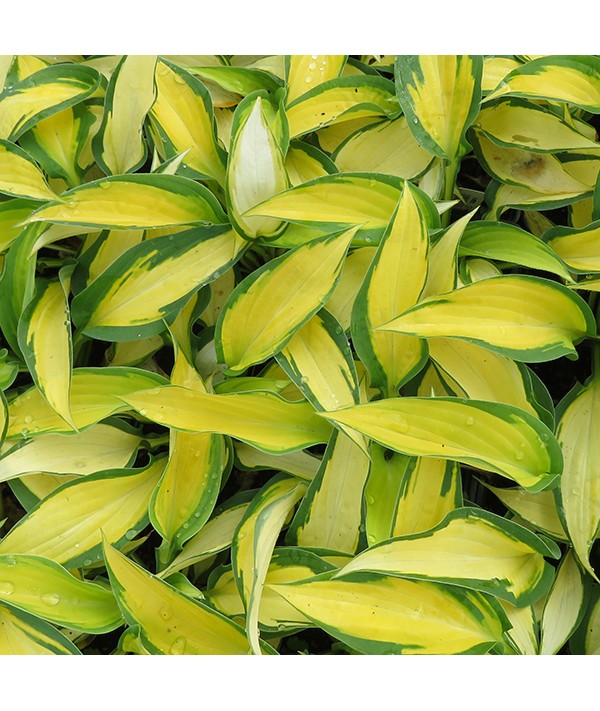 Hosta Orange Marmalade (0.8lt)