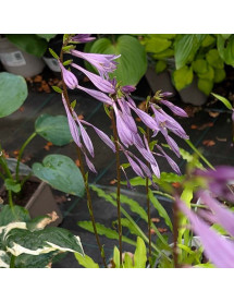 Hosta Party Streamers (3lt)