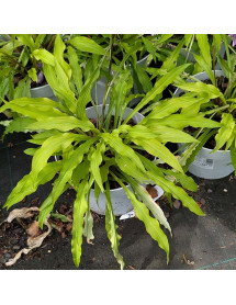 Hosta Party Streamers (3lt)