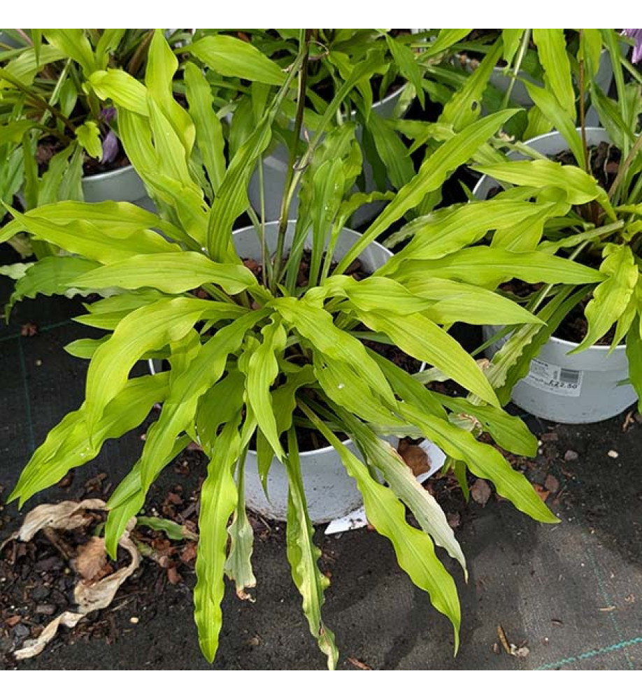 Hosta Party Streamers (3lt)