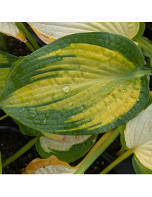 Hosta Paul's Glory (2lt)