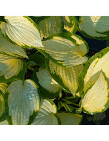 Hosta Paul's Glory (2lt)