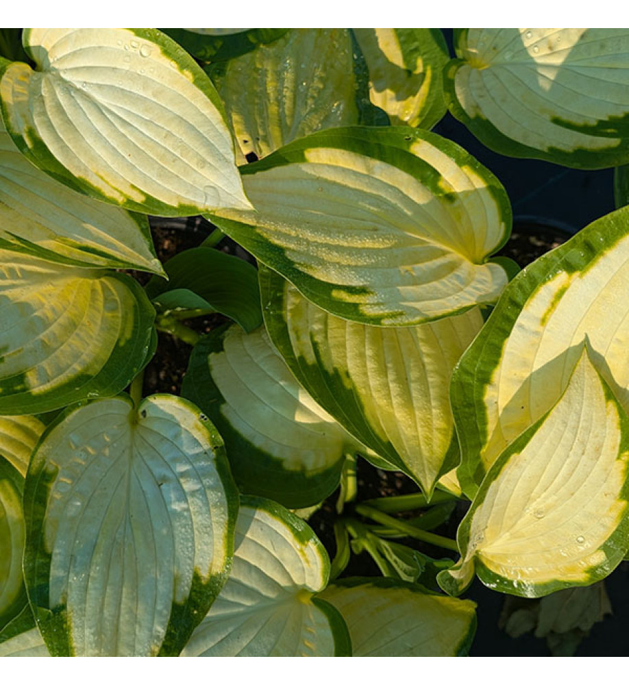 Hosta Paul's Glory (2lt)