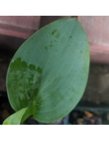 Hosta Powder Blue (1lt)