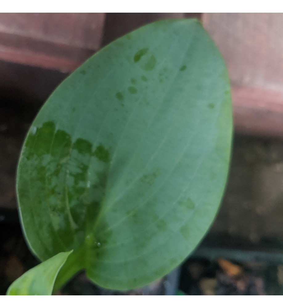 Hosta Powder Blue (1lt)