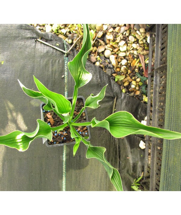 Hosta Praying Hands (0.8lt)