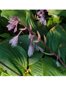 Hosta Purple Heart (1lt) Hosta Purple Heart (1lt)