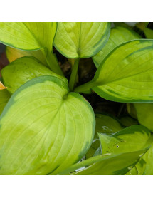 Hosta Rainforest Sunrise (1lt)