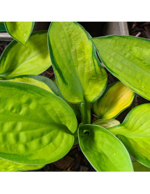 Hosta Rainforest Sunrise (1lt)