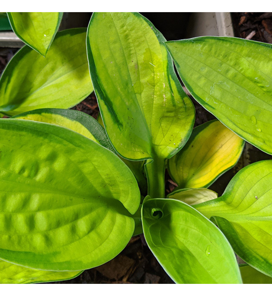 Hosta Rainforest Sunrise (1lt)