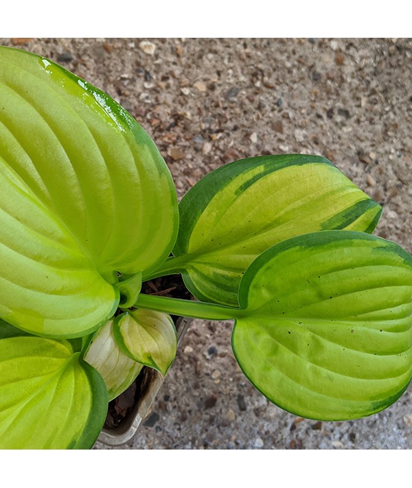 Hosta Stained Glass (1lt)