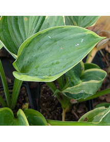 Hosta Wu-La-La (1.5lt)