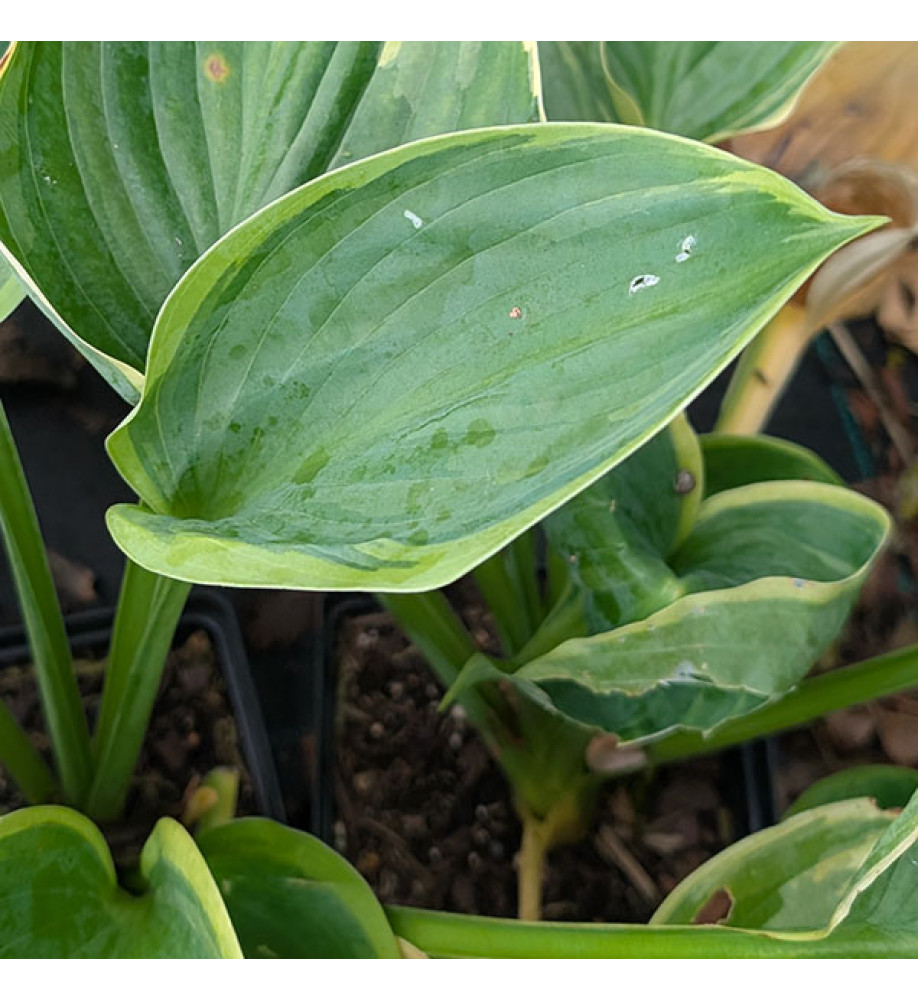 Hosta Wu-La-La (1.5lt)