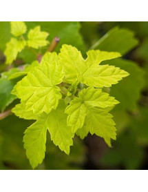 Humulus lupulus Aureus (female golden hops) (3lt) Humulus lupulus Aureus (female golden hops) (3lt)
