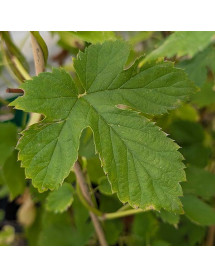 Humulus lupulus Northern Brewer (7lt) Humulus lupulus Northern Brewer (7lt)