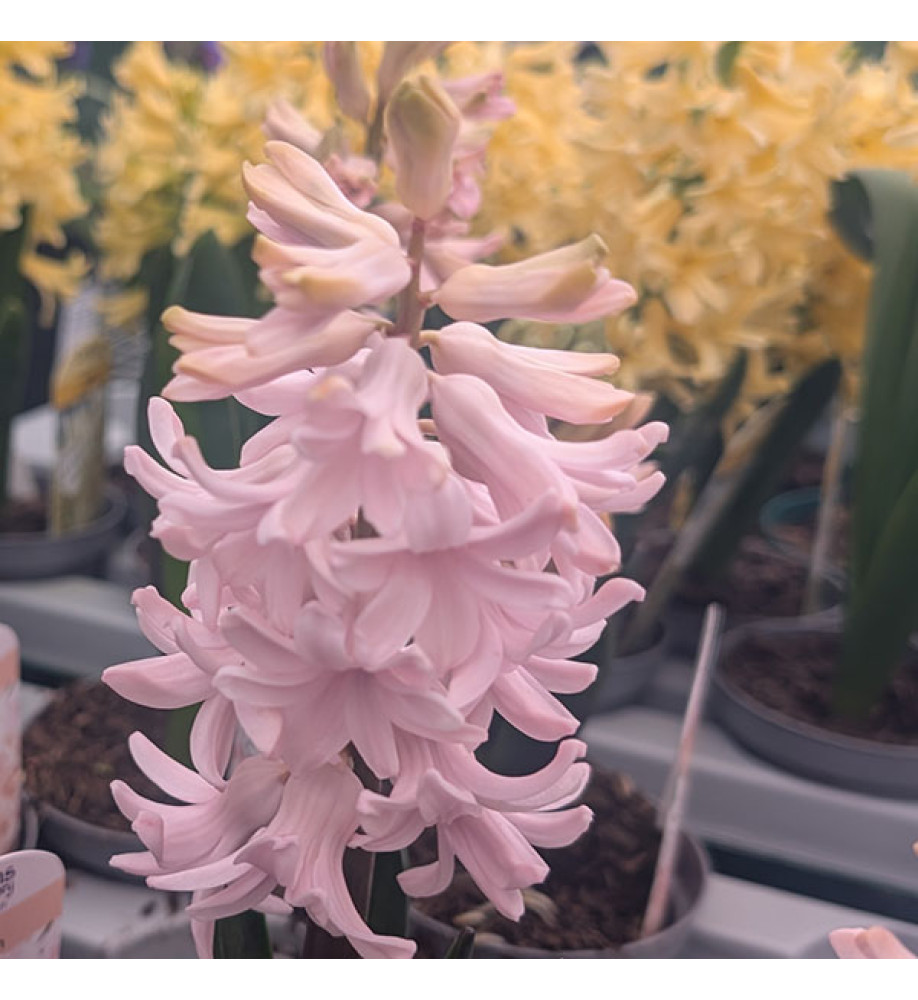 Hyacinthus orientalis Apricot Passion (1lt)