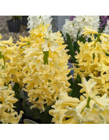 Hyacinthus orientalis City of Harlem (9cm)