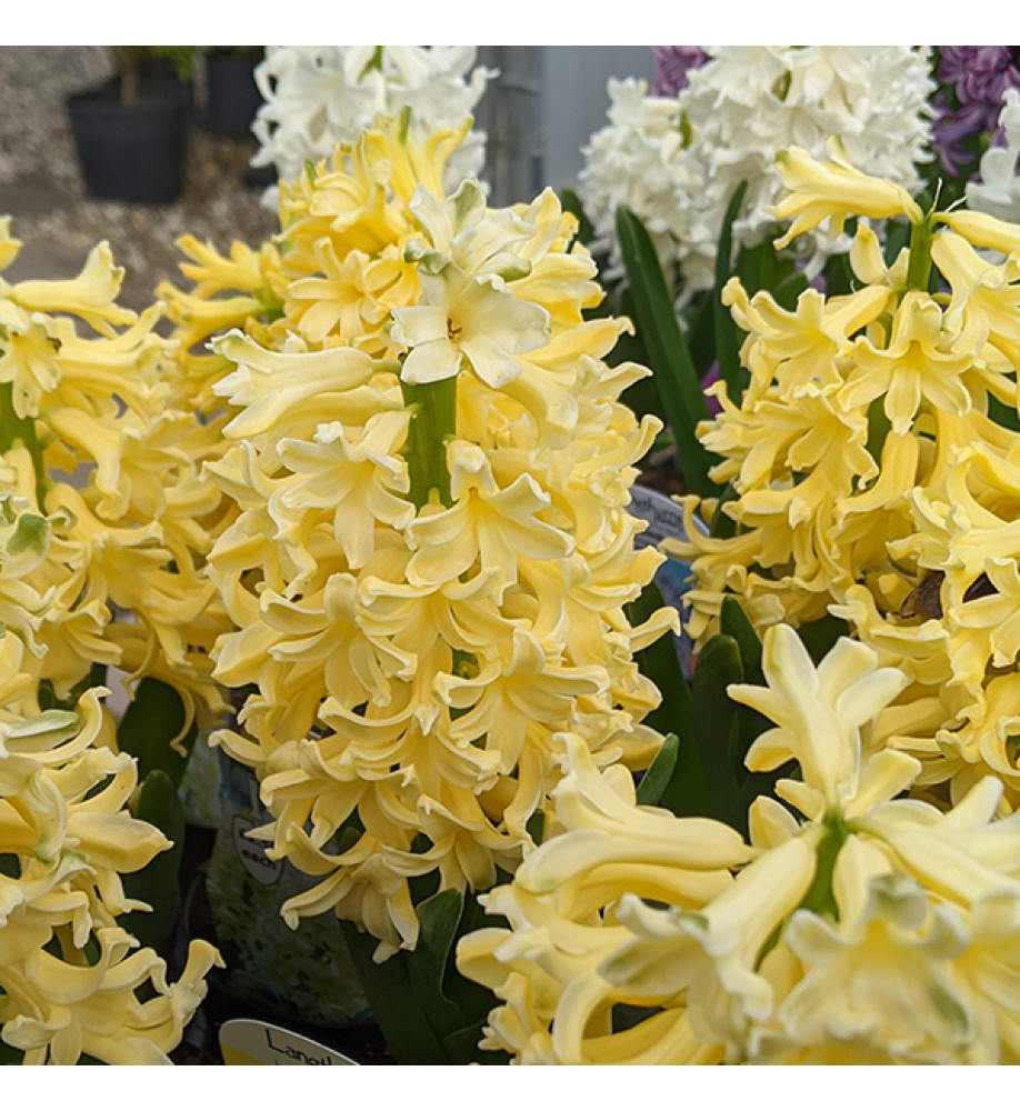 Hyacinthus orientalis City of Harlem (9cm)