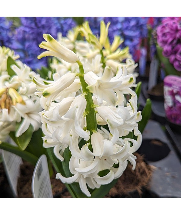 Hyacinthus orientalis Garden White (0.7lt)