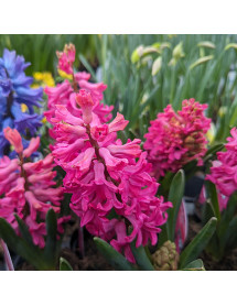 Hyacinthus orientalis Jan Bos (5 x Bulb)