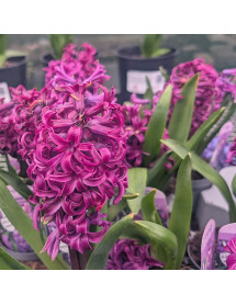 Hyacinthus orientalis Purple Sensation (9cm) Hyacinthus orientalis Purple Sensation (9cm)