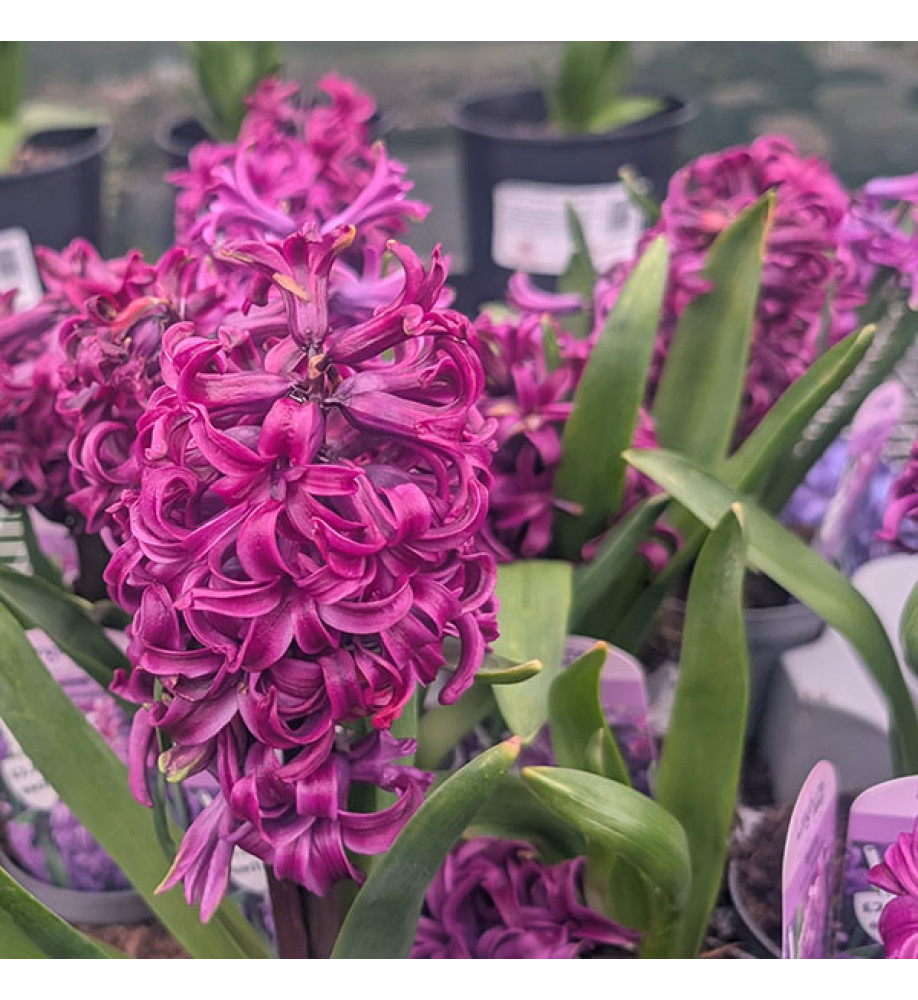 Hyacinthus orientalis Purple Sensation (9cm)