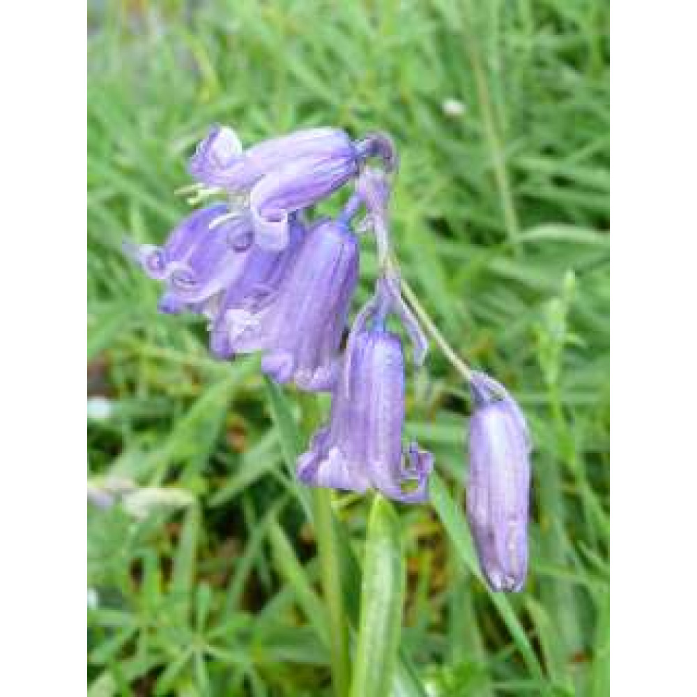 Hyacinthoides non-scripta (1lt)