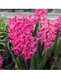 Hyacinthus orientalis Jan Bos (5 x Bulb)