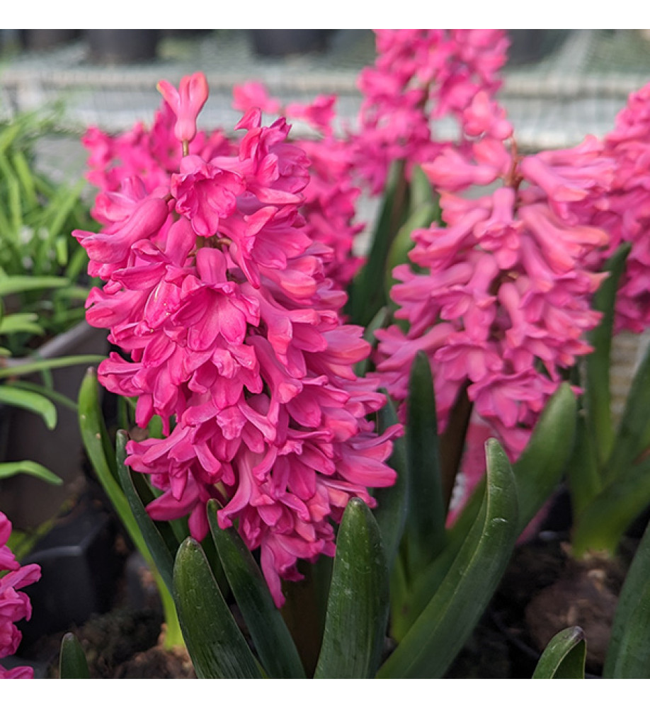 Hyacinthus orientalis Jan Bos (5 x Bulb)