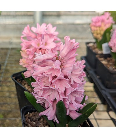 Hyacinthus orientalis Lady Derby (0.8lt)