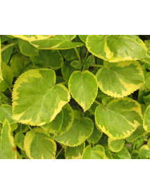Hydrangea anomala Mirranda (10lt trellis)
