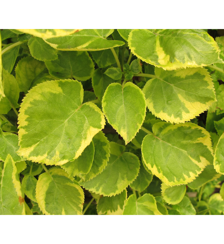 Hydrangea anomala Mirranda (10lt trellis)