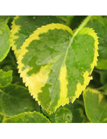 Hydrangea anomala Mirranda (10lt trellis)