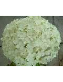 Hydrangea arborescens Annabelle (3lt)