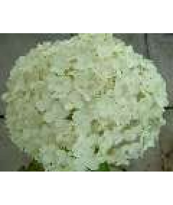 Hydrangea arborescens Annabelle (7.5lt)