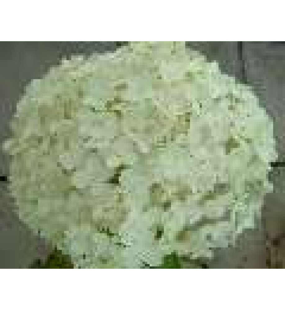 Hydrangea arborescens Annabelle (3lt)