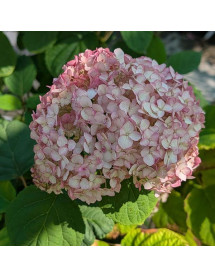 Hydrangea arborescens Bubblegum (10lt)
