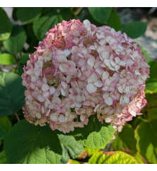 Hydrangea arborescens Bubblegum (10lt)