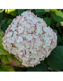 Hydrangea arborescens Bubblegum (10lt)