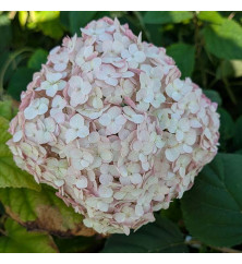 Hydrangea arborescens Bubblegum (10lt)