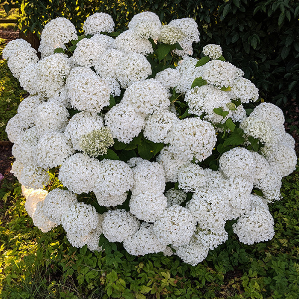 Hydrangea arborescens Incrediball (5lt)